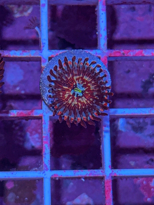 CB White Zombie Zoa #5 (WYSIWYG)