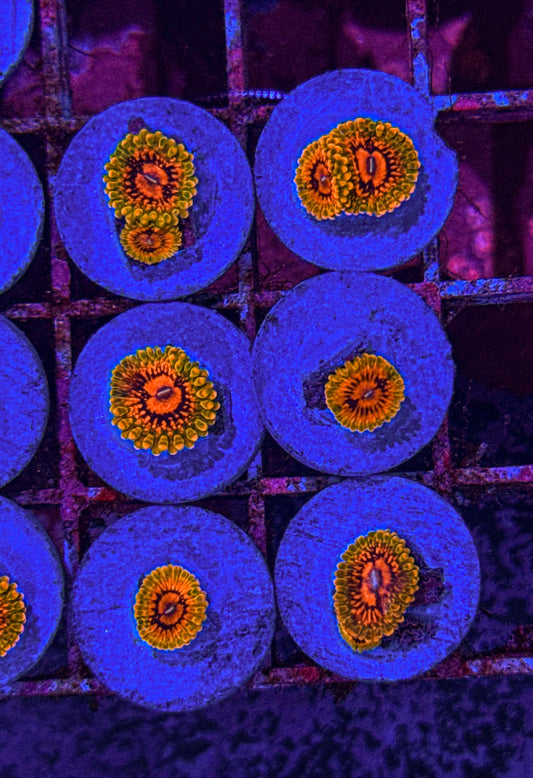 GMK Zoa (WYSIWYG)