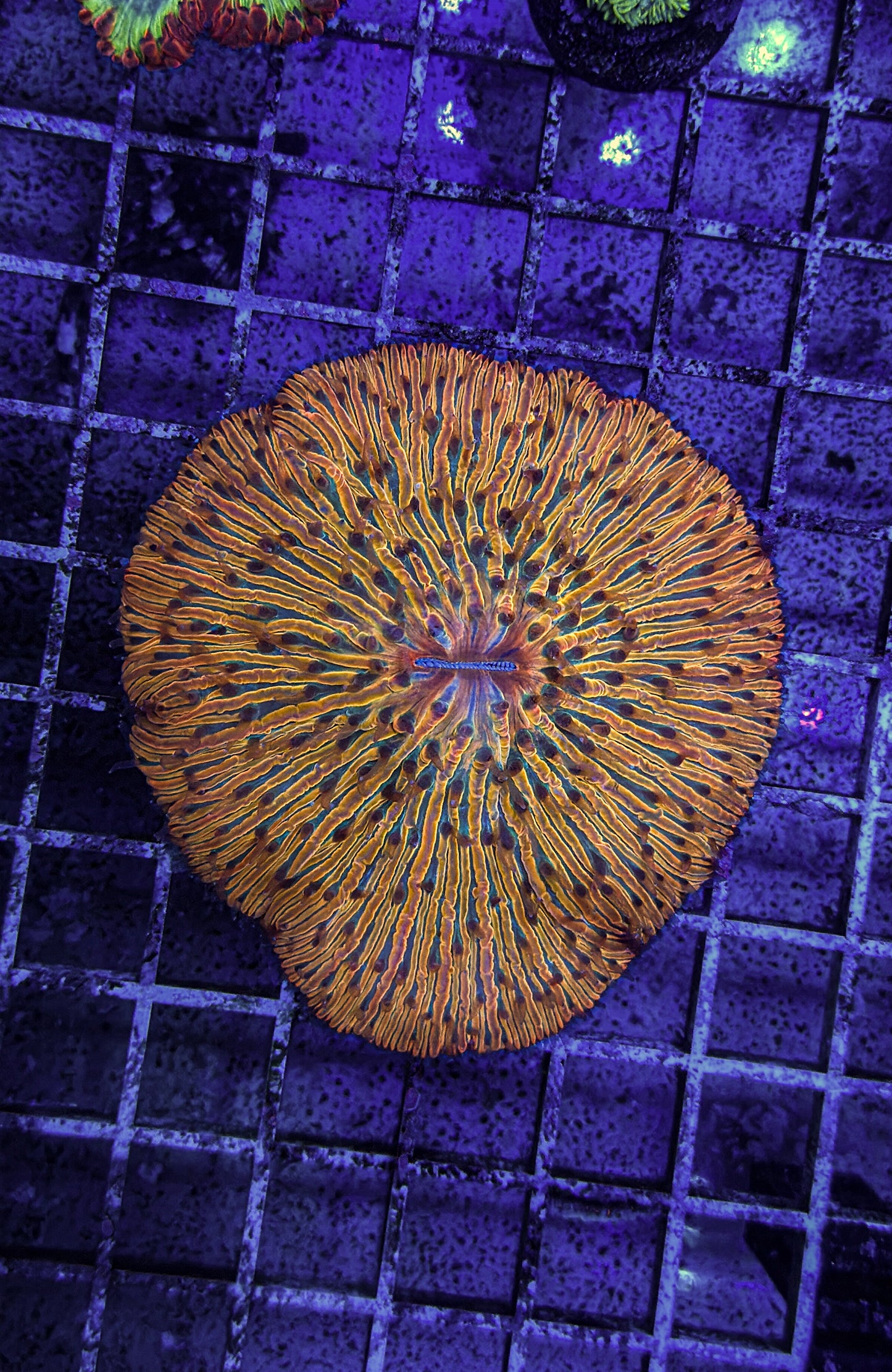 Malaysian Rainbow Fungia (WYSIWYG)