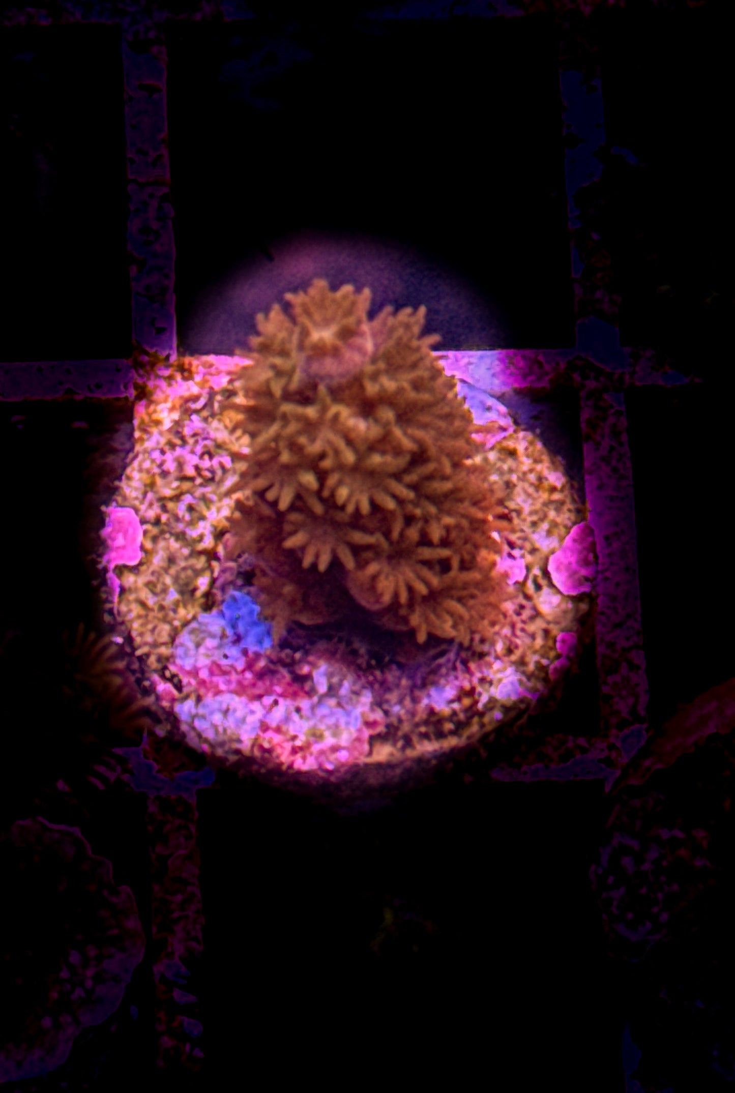 WCC Fluffy Tenuis Acro (WYSIWYG)