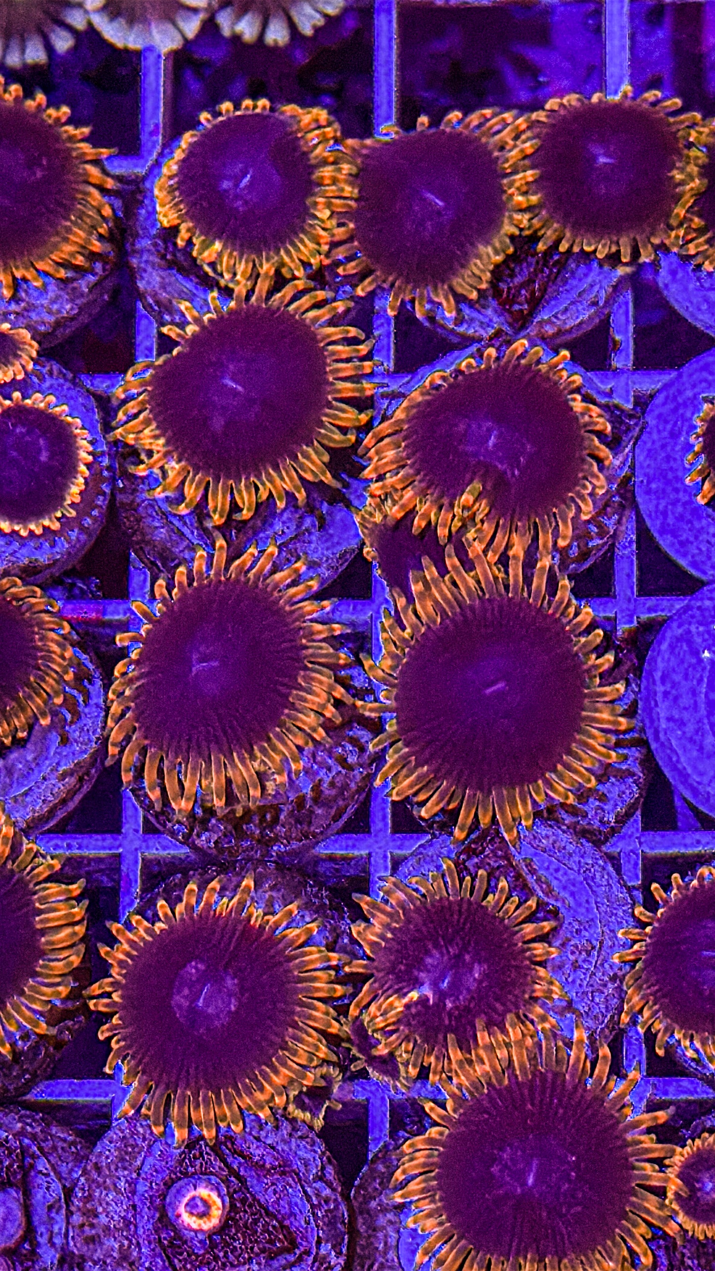 Stiggy Marley Zoa (WYSIWYG)