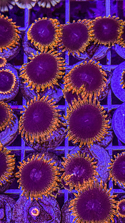 Stiggy Marley Zoa (WYSIWYG)