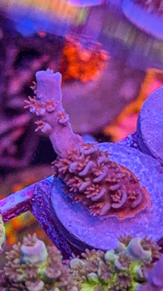 WCC Crimson Rainbow Tenuis (WYSIWYG)