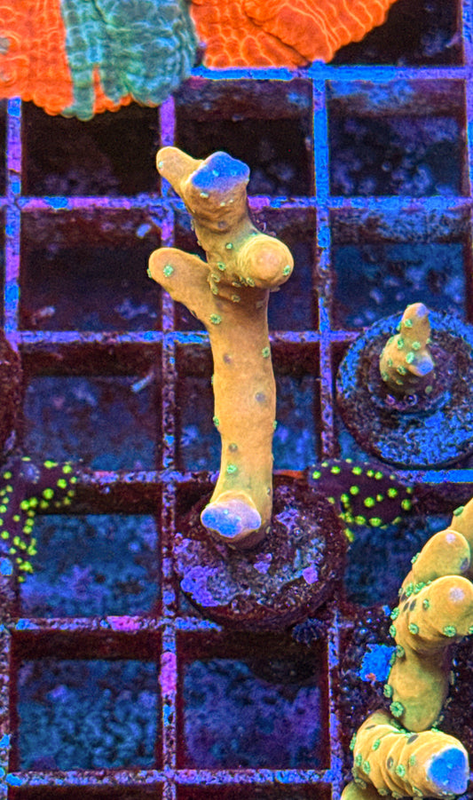 Tropicana Anacropora (WYSIWYG)