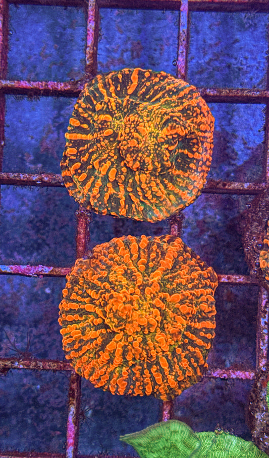 Cloudberry Chalice (WYSIWYG)