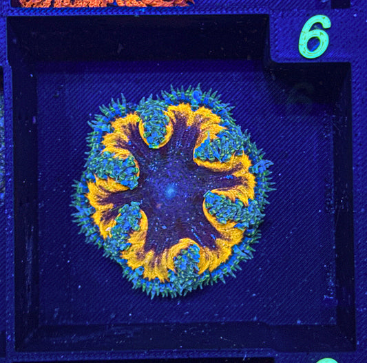 Ultra Rock Flower Anemone (WYSIWYG)