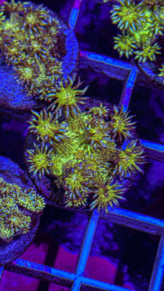 Glitter Goni (WYSIWYG)