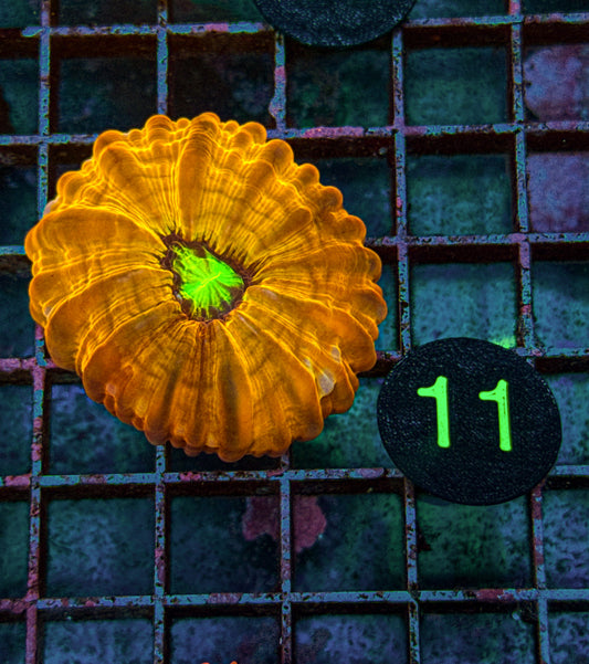 Rare! Ultra Yellow Cynarina (WYSIWYG)