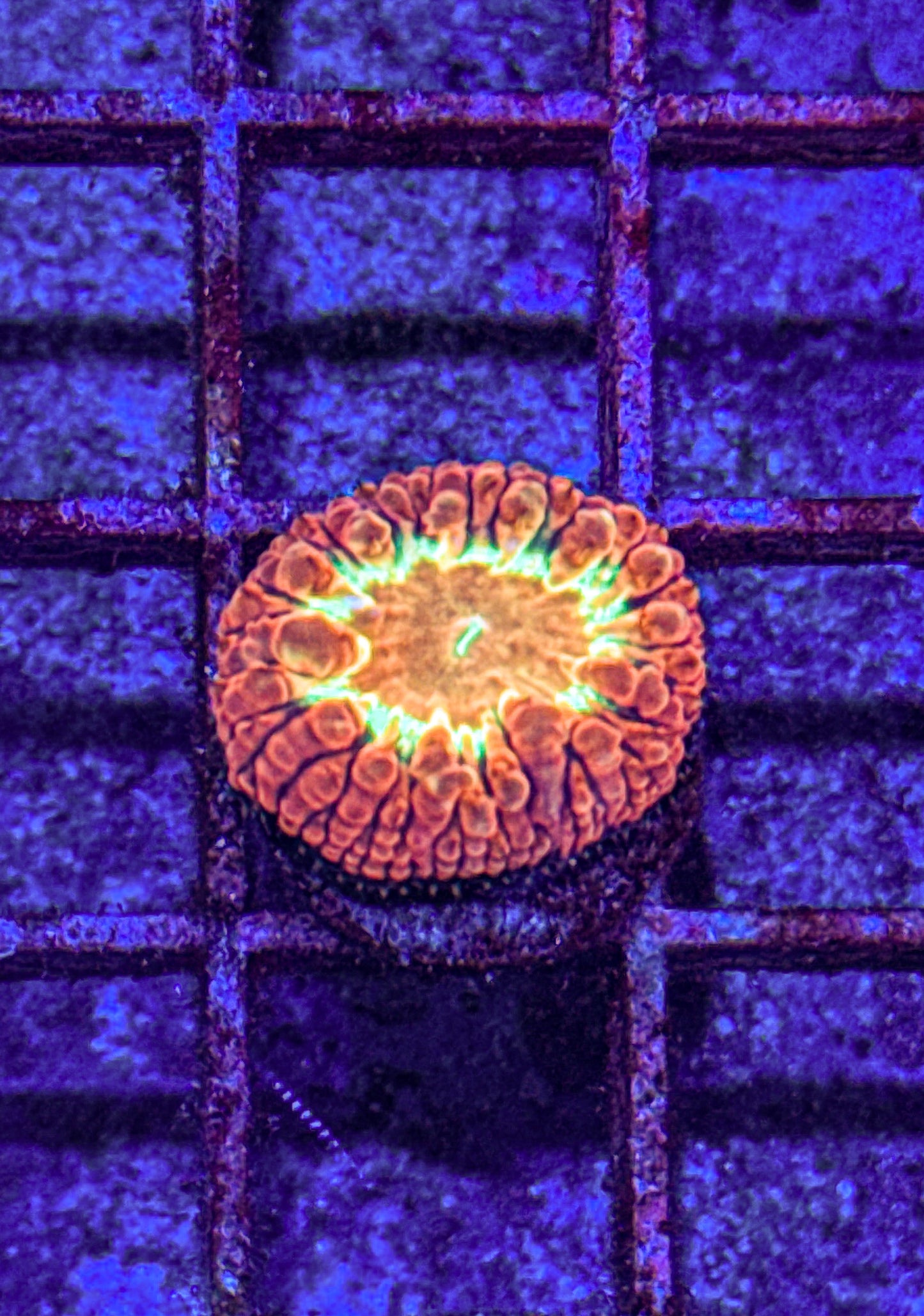Yellow Ring Blasto (WYSIWYG)