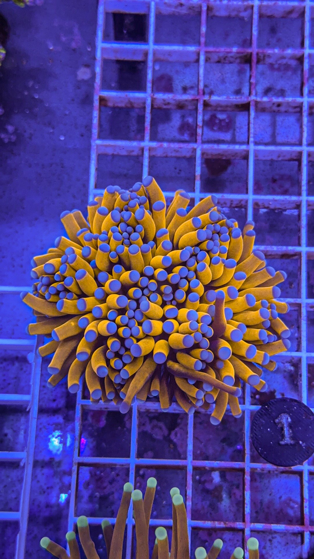 Banana Torch #1 (WYSIWYG)