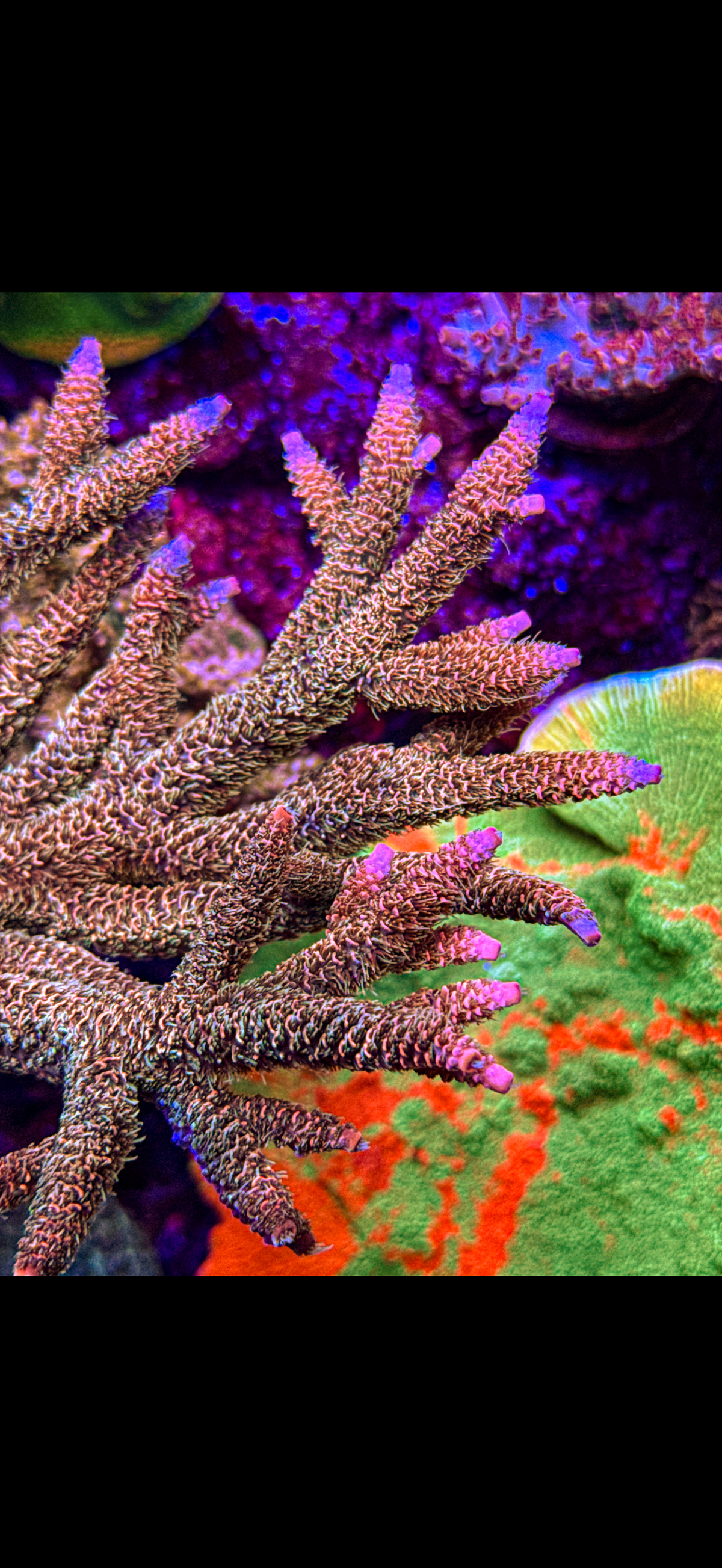 Texas Pink Stag Acro “Big!” (WYSIWYG)