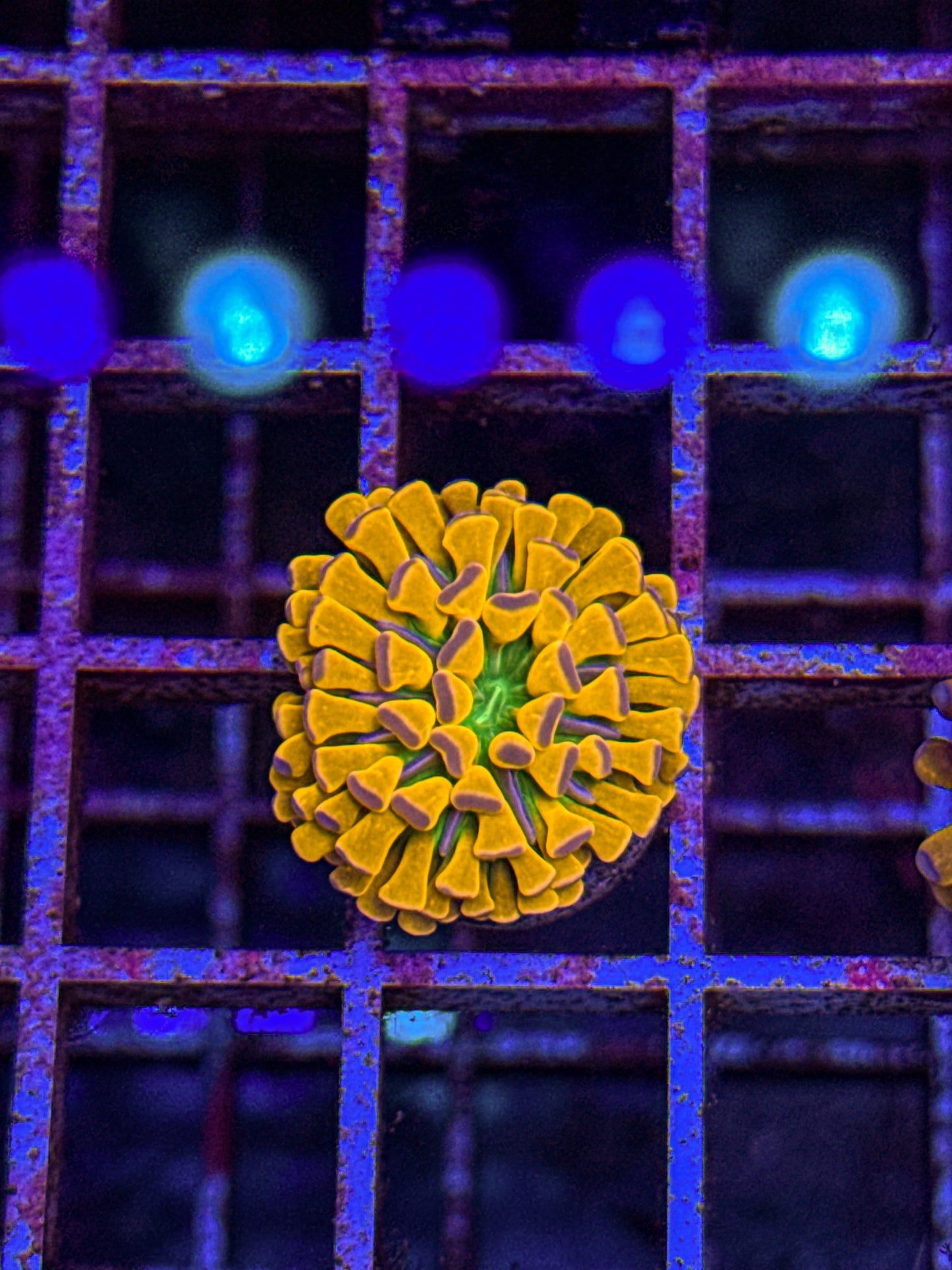 Banana Grail Cristata Torch (WYSIWYG)