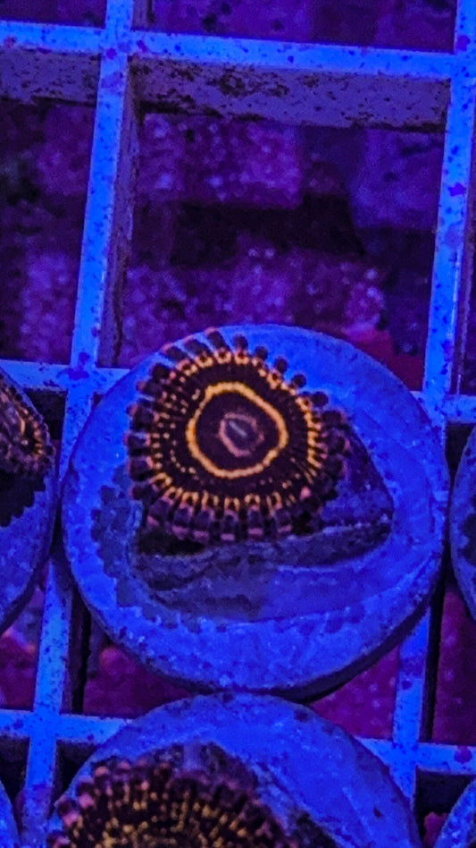 Stratosphere Zoa (WYSIWYG)