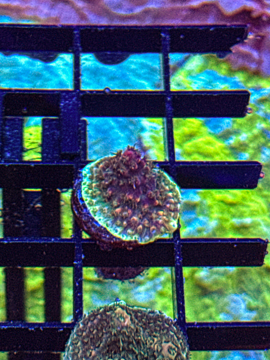 Acid Rain Acro (WYSIWYG)