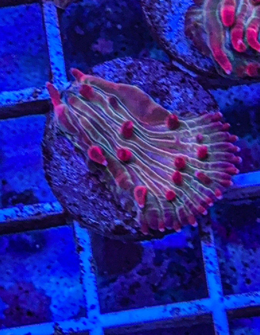 Diaseris Fungia AKA Plate Coral  (WYSIWYG)