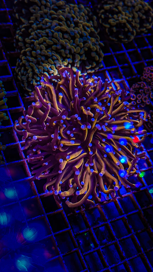 Aussie 24k Torch (WYSIWYG)