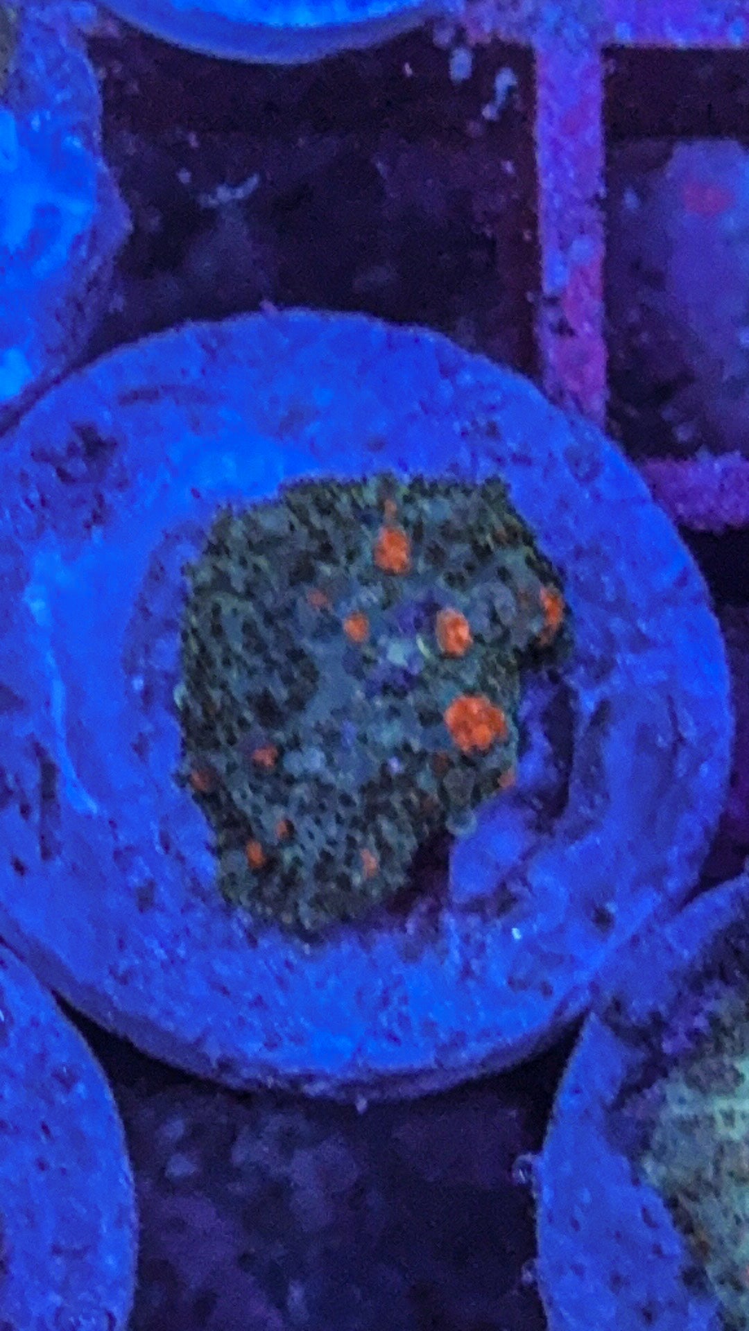 Wild Bounce Mushroom (WYSIWYG)