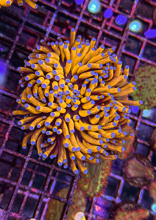 Blue Tip Banana Torch (WYSIWYG)