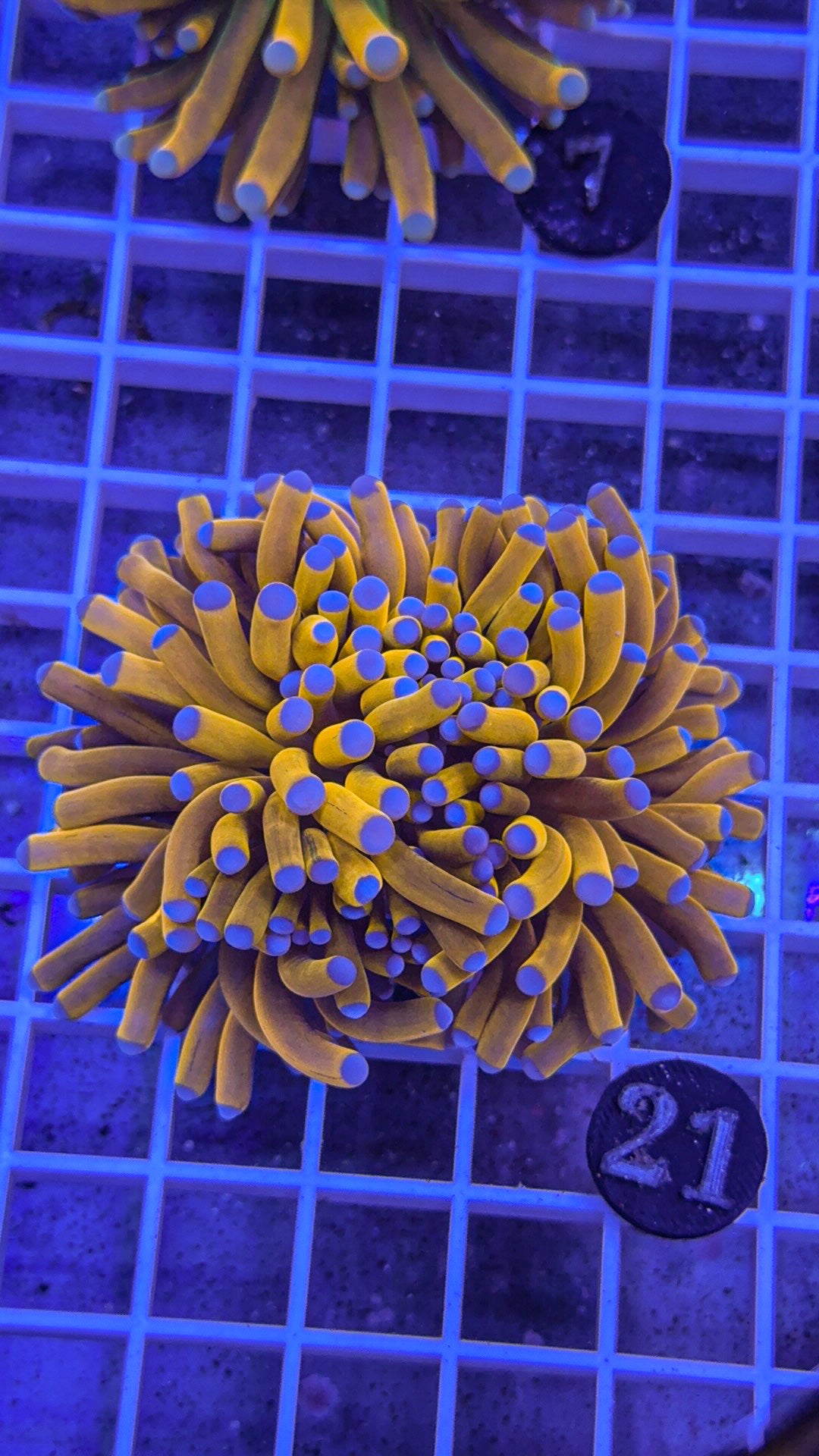 Banana Torch #21 (WYSIWYG)