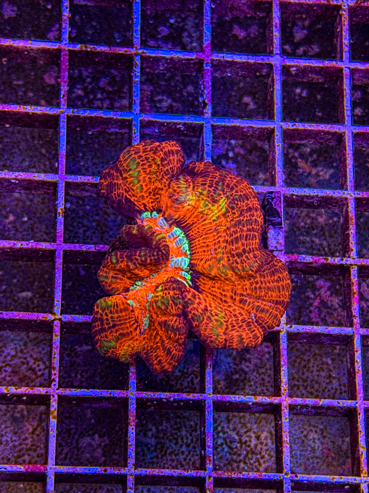 Rainbow Wilsoni (WYSIWYG)