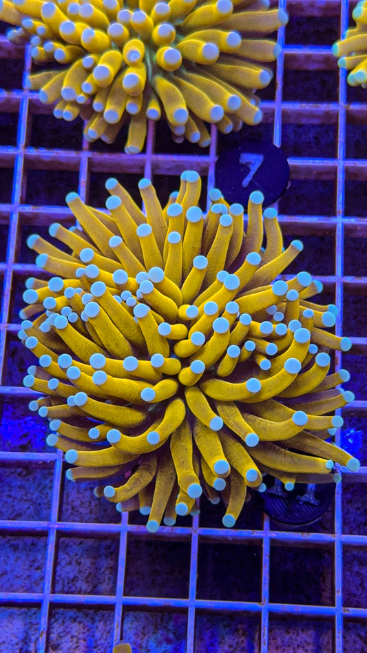 Banana Torch #11 (WYSIWYG)