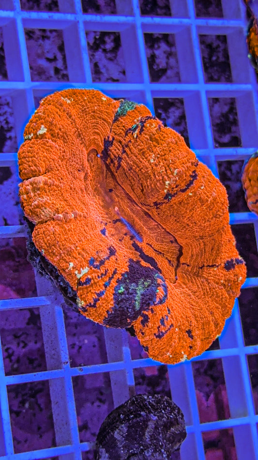 War Paint Scoly (WYSIWYG)