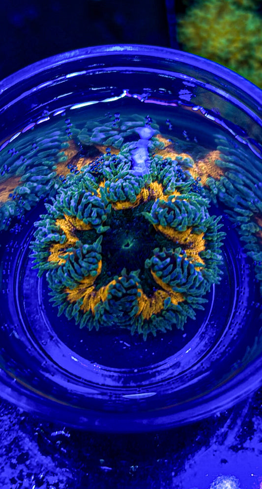 Ultra Rock Flower Anemone (WYSIWYG)