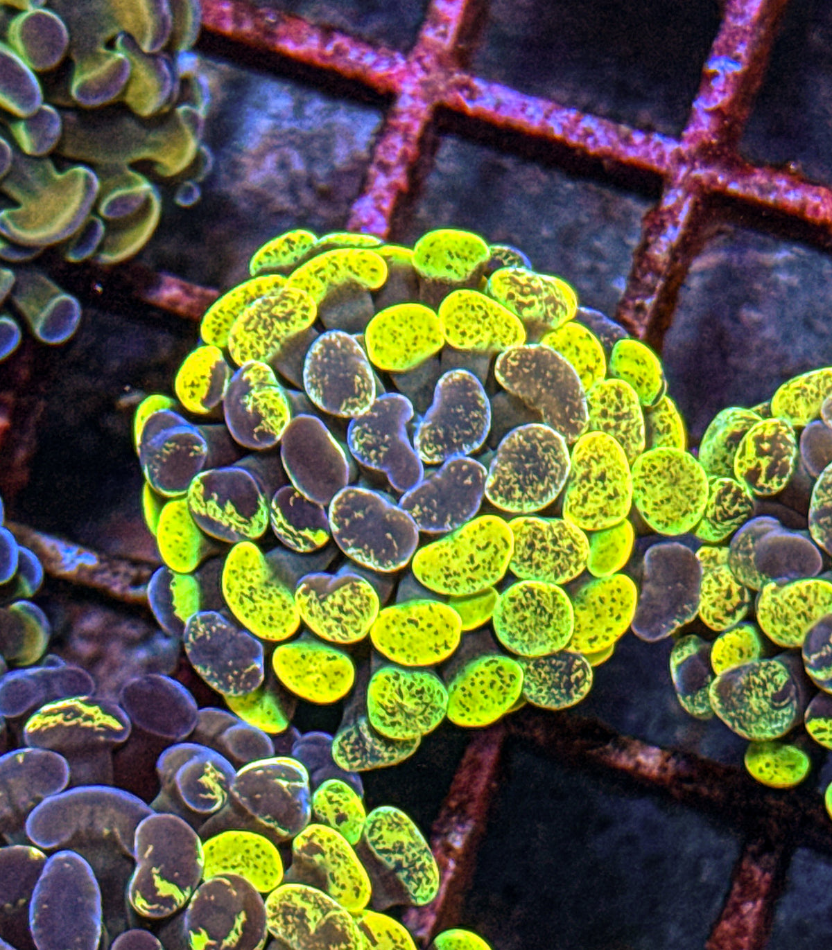 True Yellow Splatter Hammer (WYSIWYG)