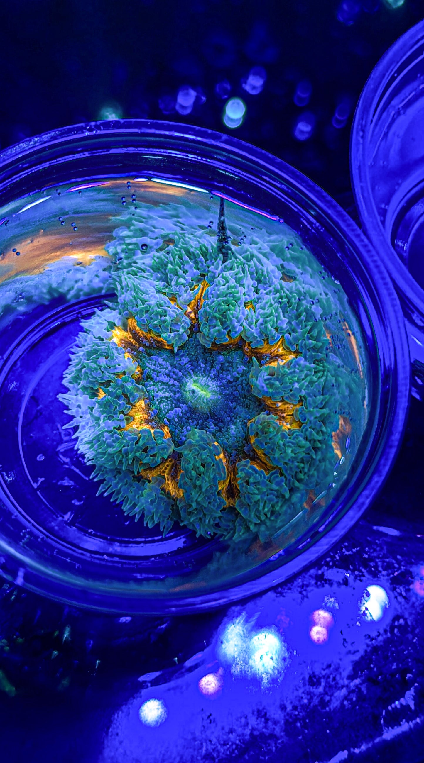 Ultra Rock Flower Anemone (WYSIWYG)