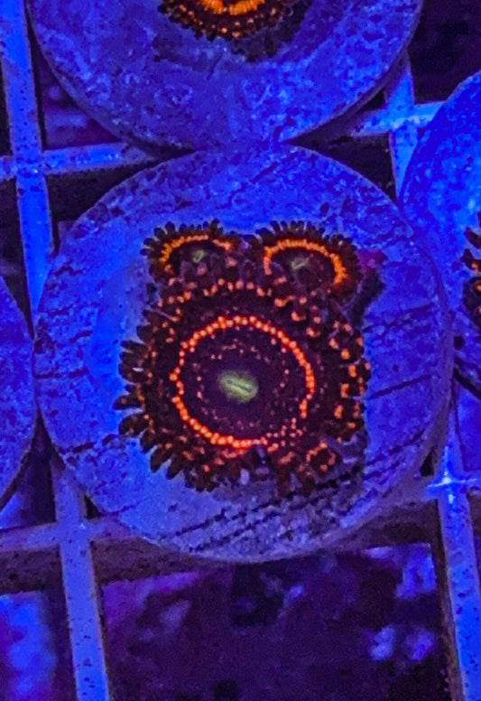 Illuminati Zoas (WYSIWYG)