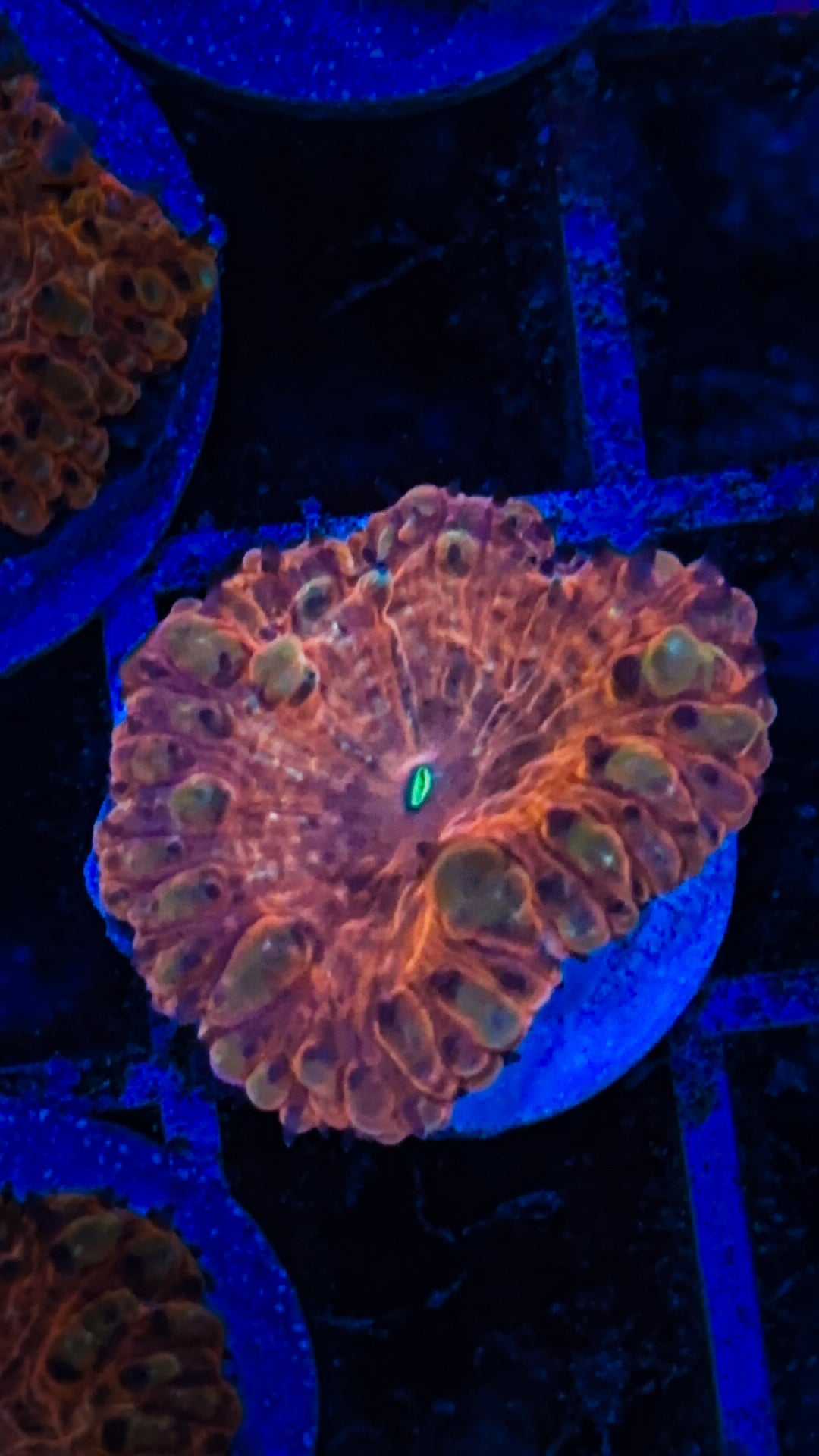 Orange/Gold Indo Blasto (WYSIWYG)