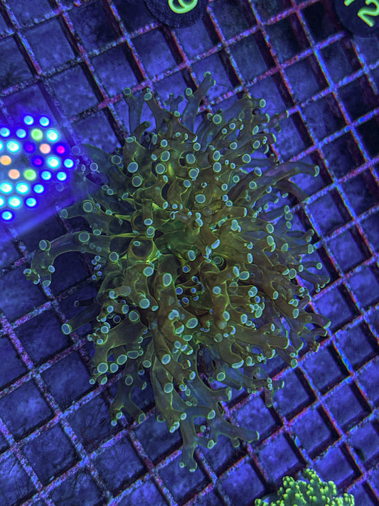 Frogspawn (WYSIWYG)