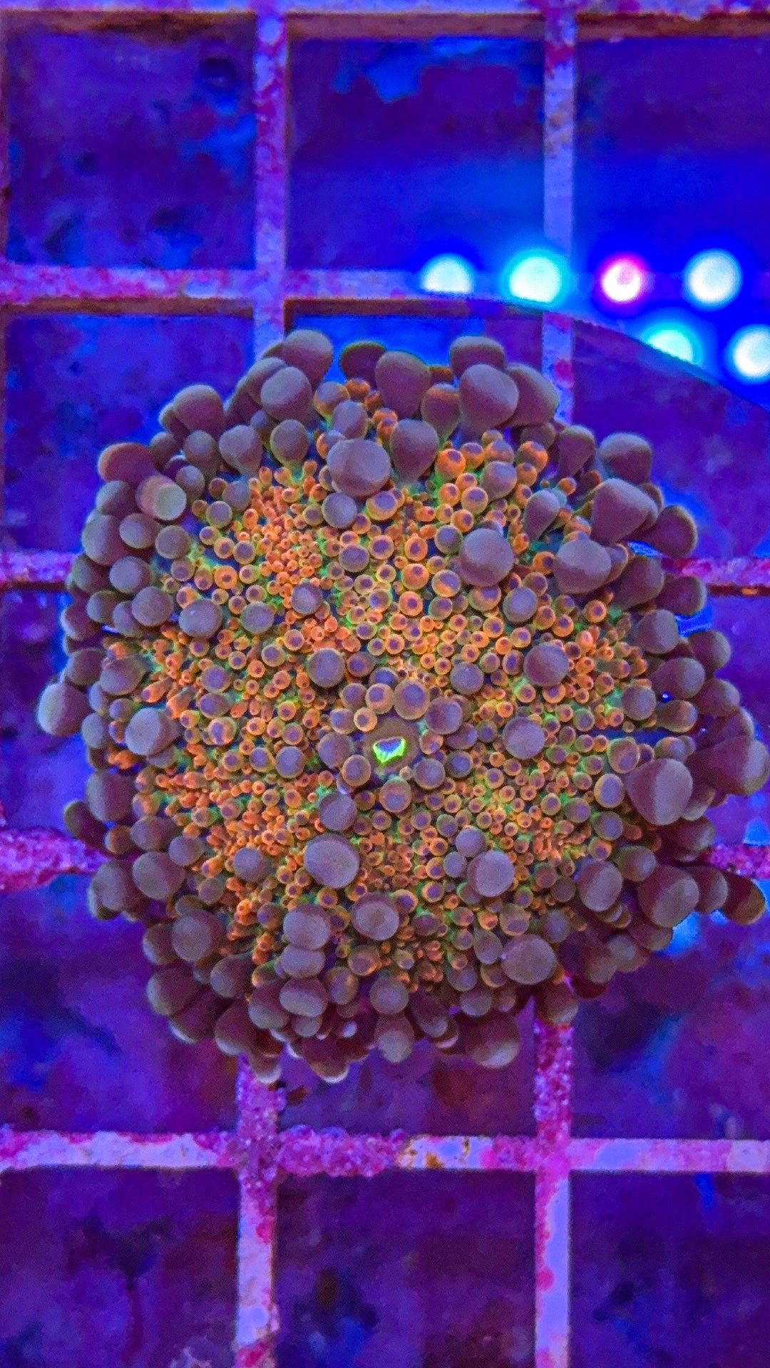 Orange Crush Yuma Mushroom (WYSIWYG)
