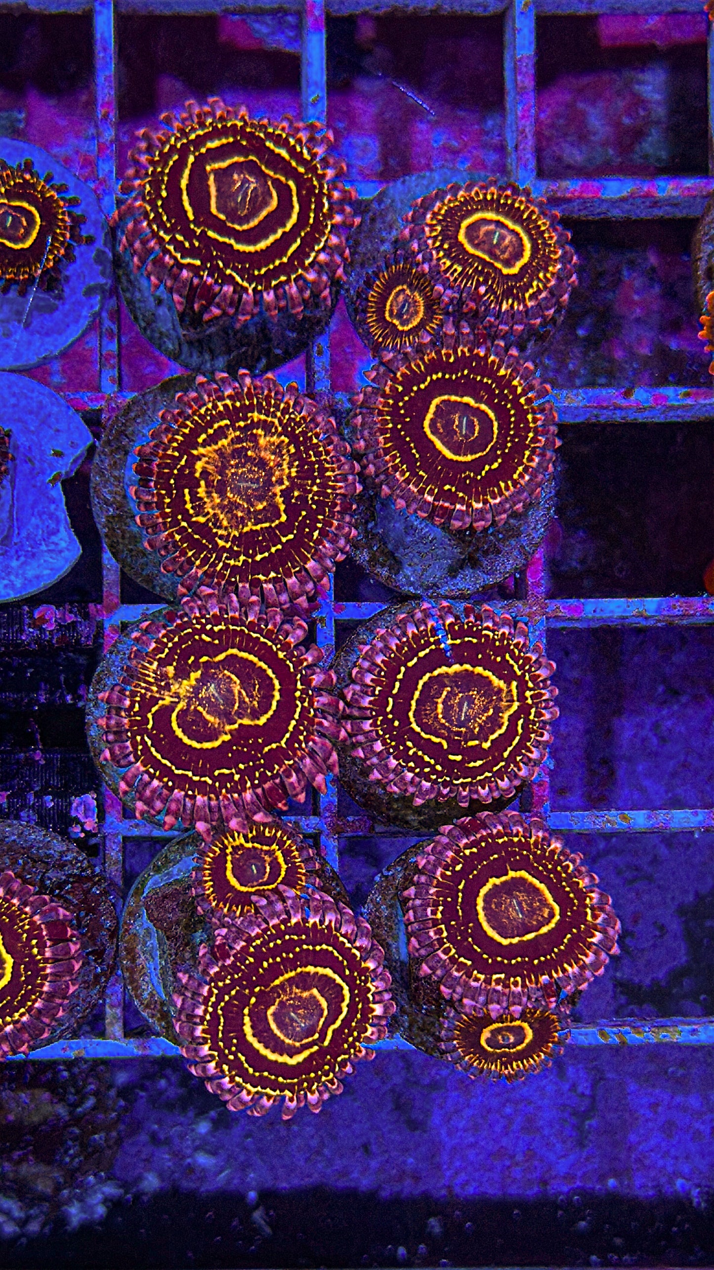 Stratosphere Zoa (WYSIWYG)