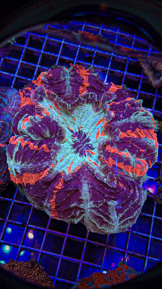 Acanthophyllia (WYSIWYG)
