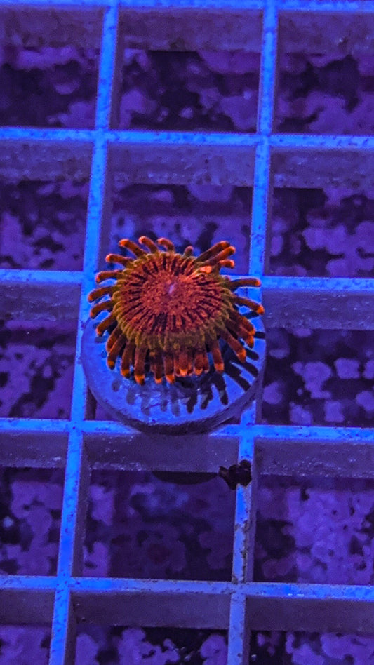 JF Speckled Krak Zoa (WYSIWYG)