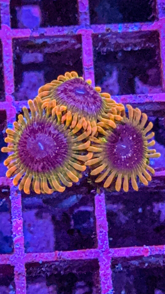 Acid Reflux Zoa (WYSIWYG)