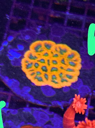 Favia Mark