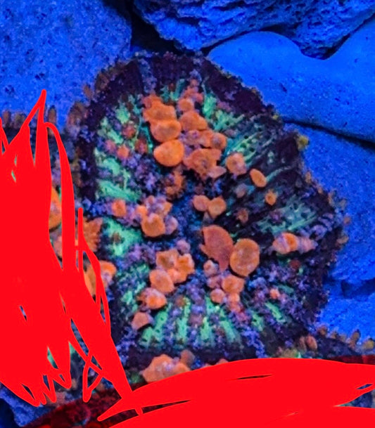 Sunkist Bounce Mushroom (WYSIWYG)