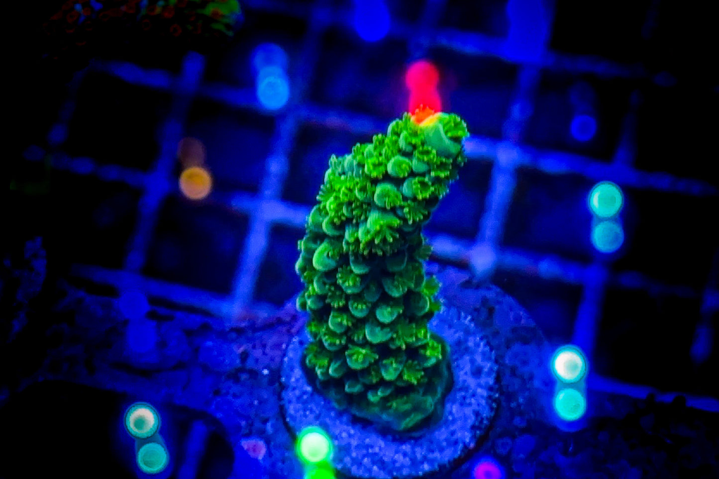 Green Slimer Acropora (WYSIWYG)