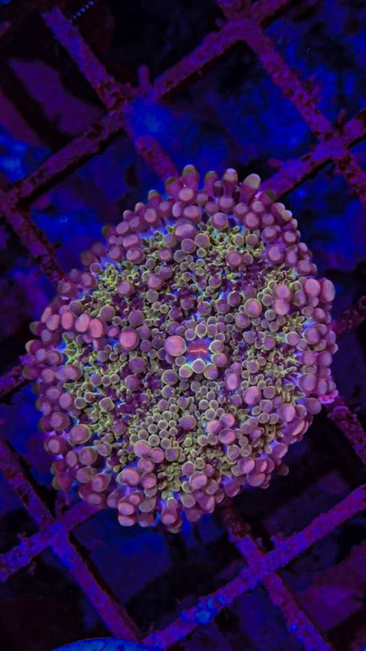 Purple Haze Yuma mushroom (WYSIWYG)