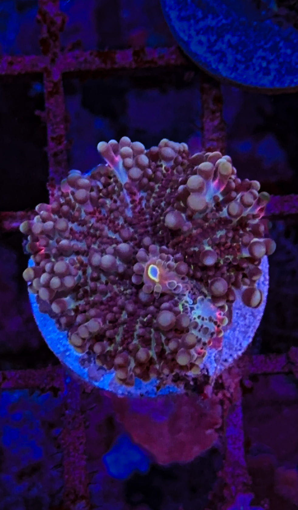 Red/Blue Yuma Mushroom (WYSIWYG)