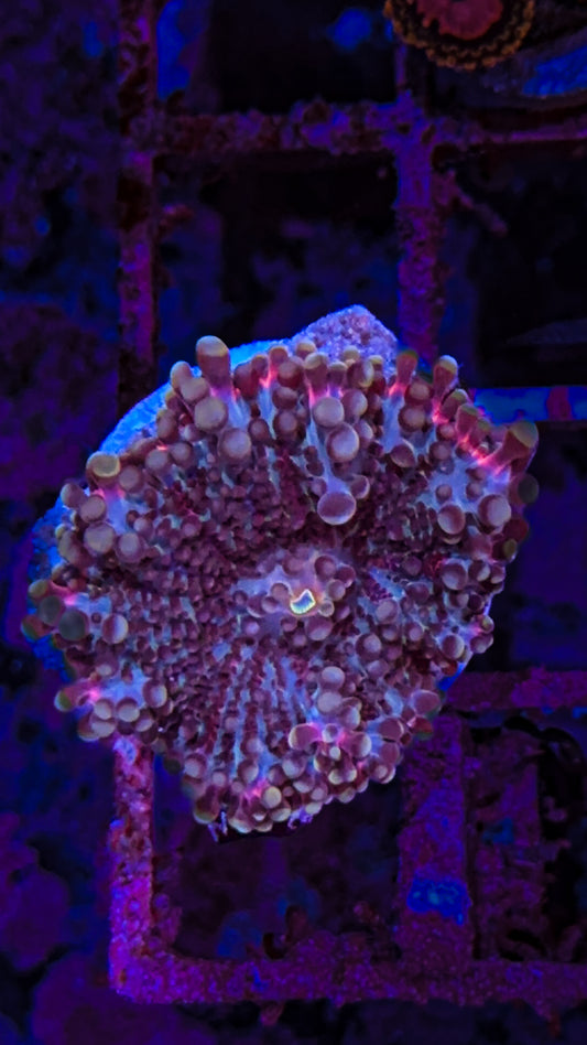 Rainbow Ricordea Mushroom (WYSIWYG)