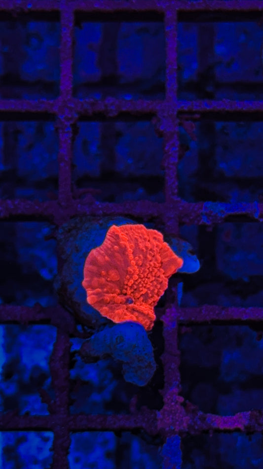 Small Bubbly Red Mushroom (WYSIWYG)