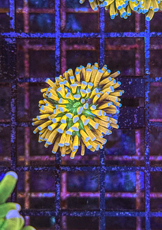 Banana Grail Torch (WYSIWYG)