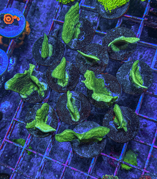 Potato Chip Coral (WYSIWYG)