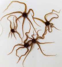 Micro Brittle Starfish (6 pack)
