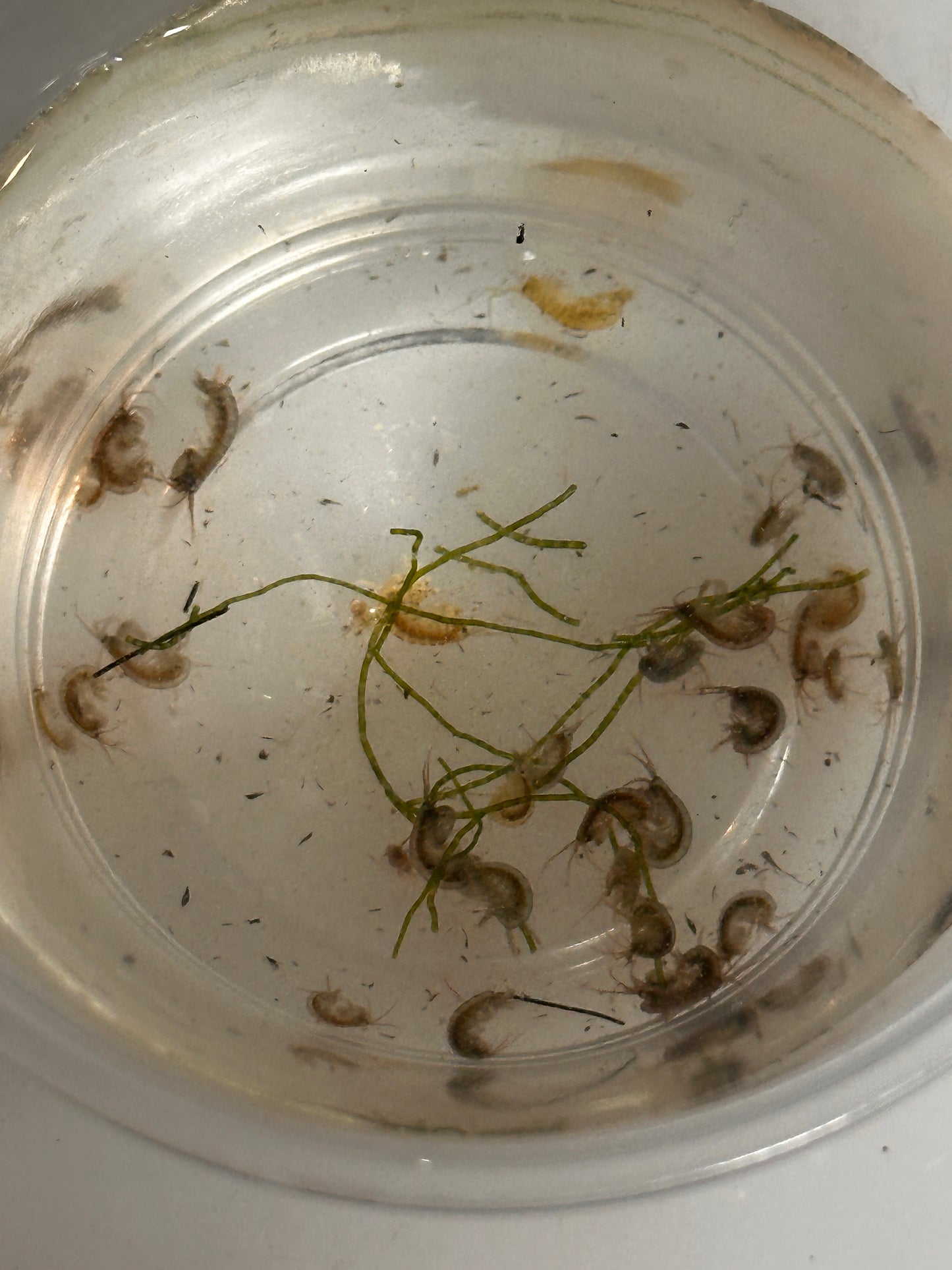Live Amphipods (30-40)