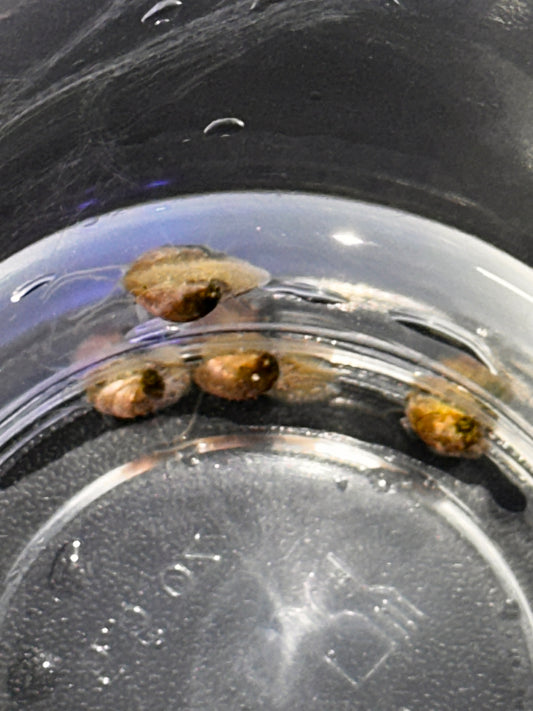 Stomatella snails 4 pack