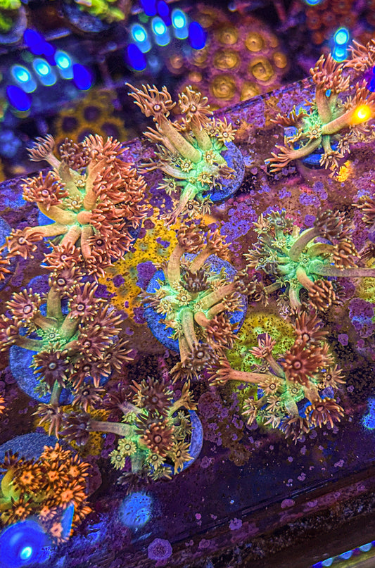 WCC True Rainbow Goni (WYSIWYG)